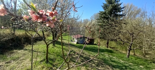 Natur pur