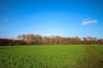Vorster Wald