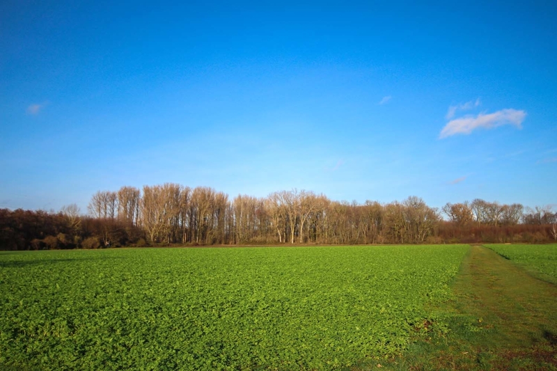 Vorster Wald