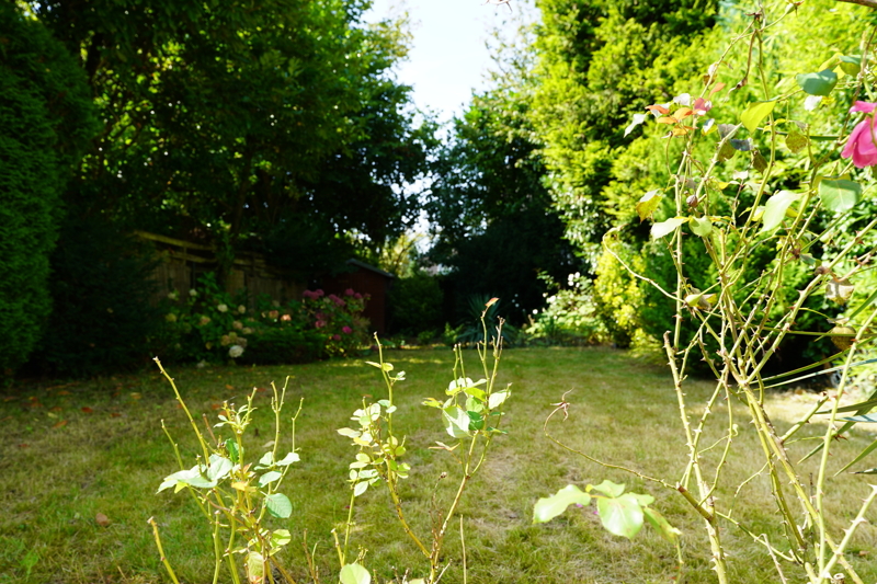 Blick in den Garten