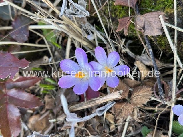 Impression aus dem Garten