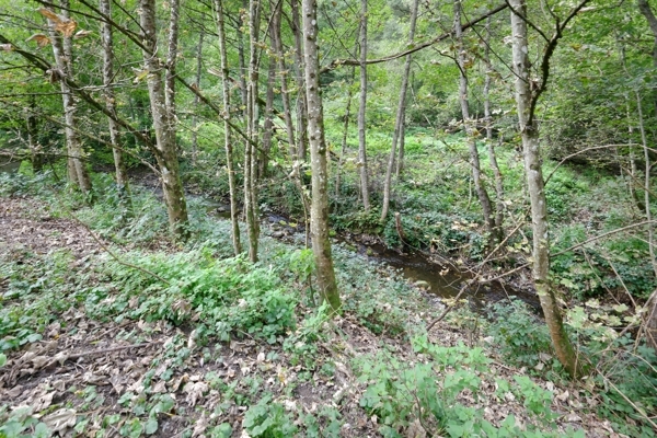 Bachlauf