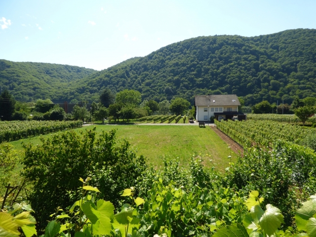 Mosel view