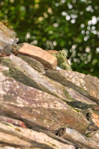 steengroeve stenen muur tuin