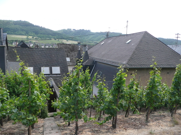 Rear view with vineyard