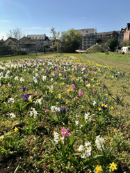 Blick über die Blumenfelder