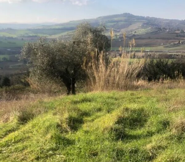 TERRENO, VIA SAN SAVINO GRANAROLA, GRADARA, PU — foto 5