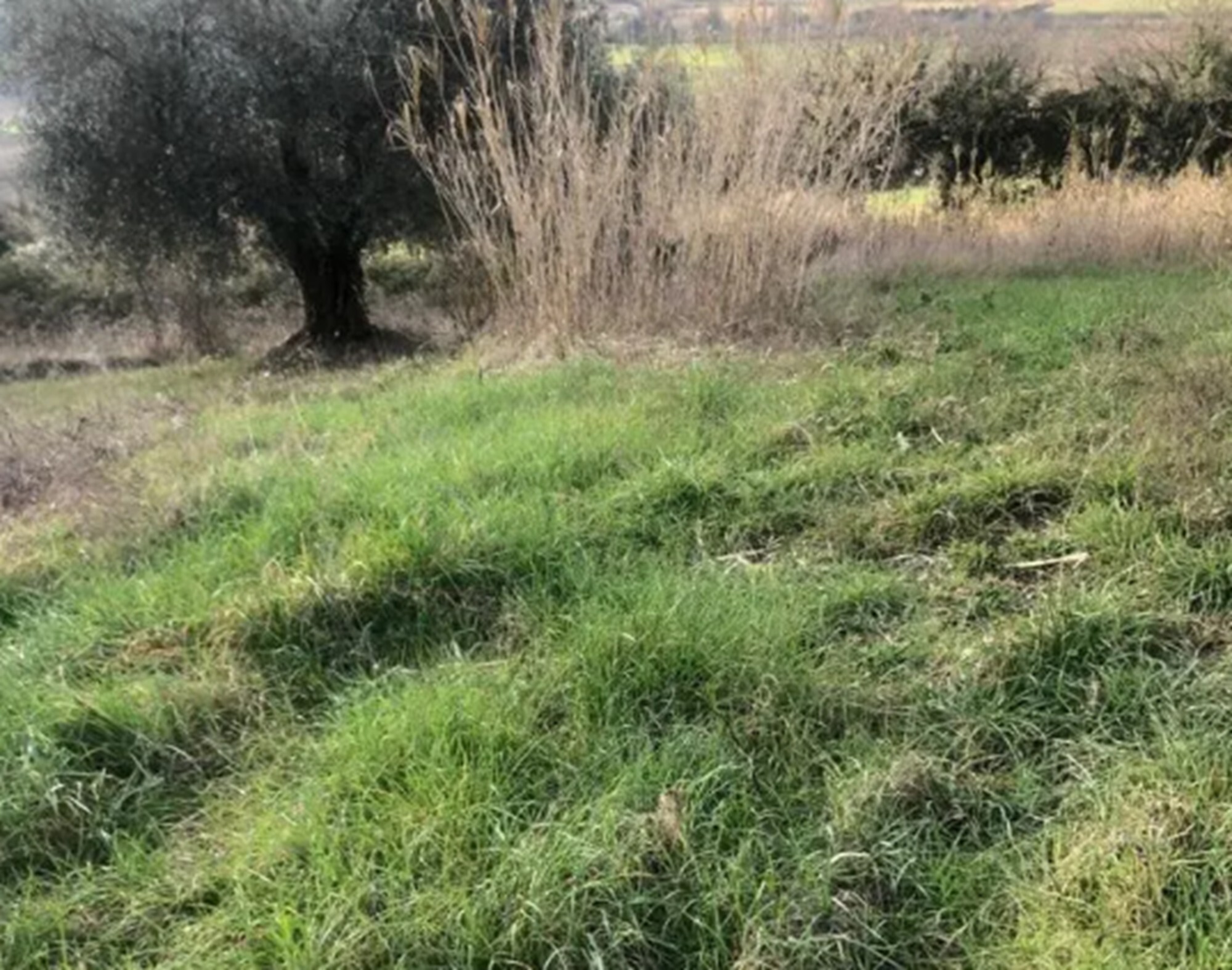 TERRENO, VIA SAN SAVINO GRANAROLA, GRADARA, PU — foto 2