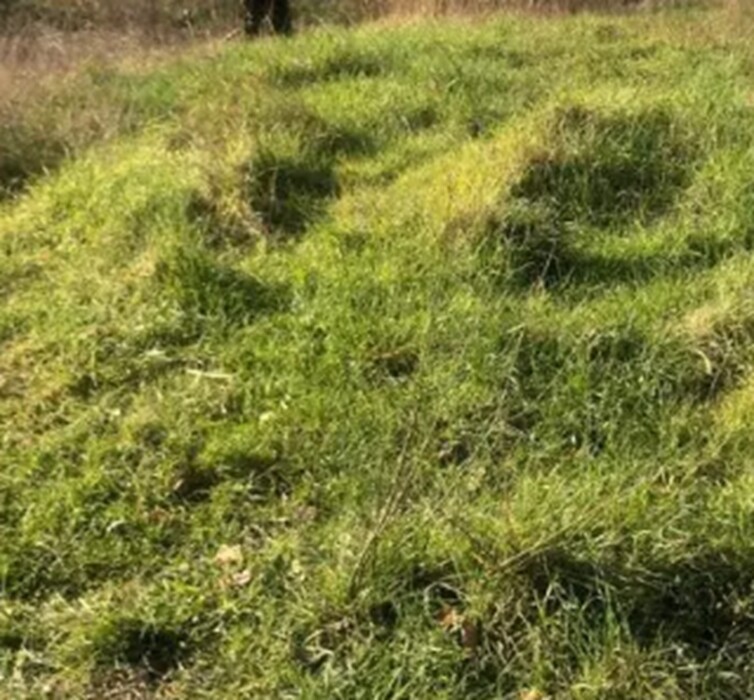 Immagine di TERRENO, VIA SAN SAVINO GRANAROLA, GRADARA, PU