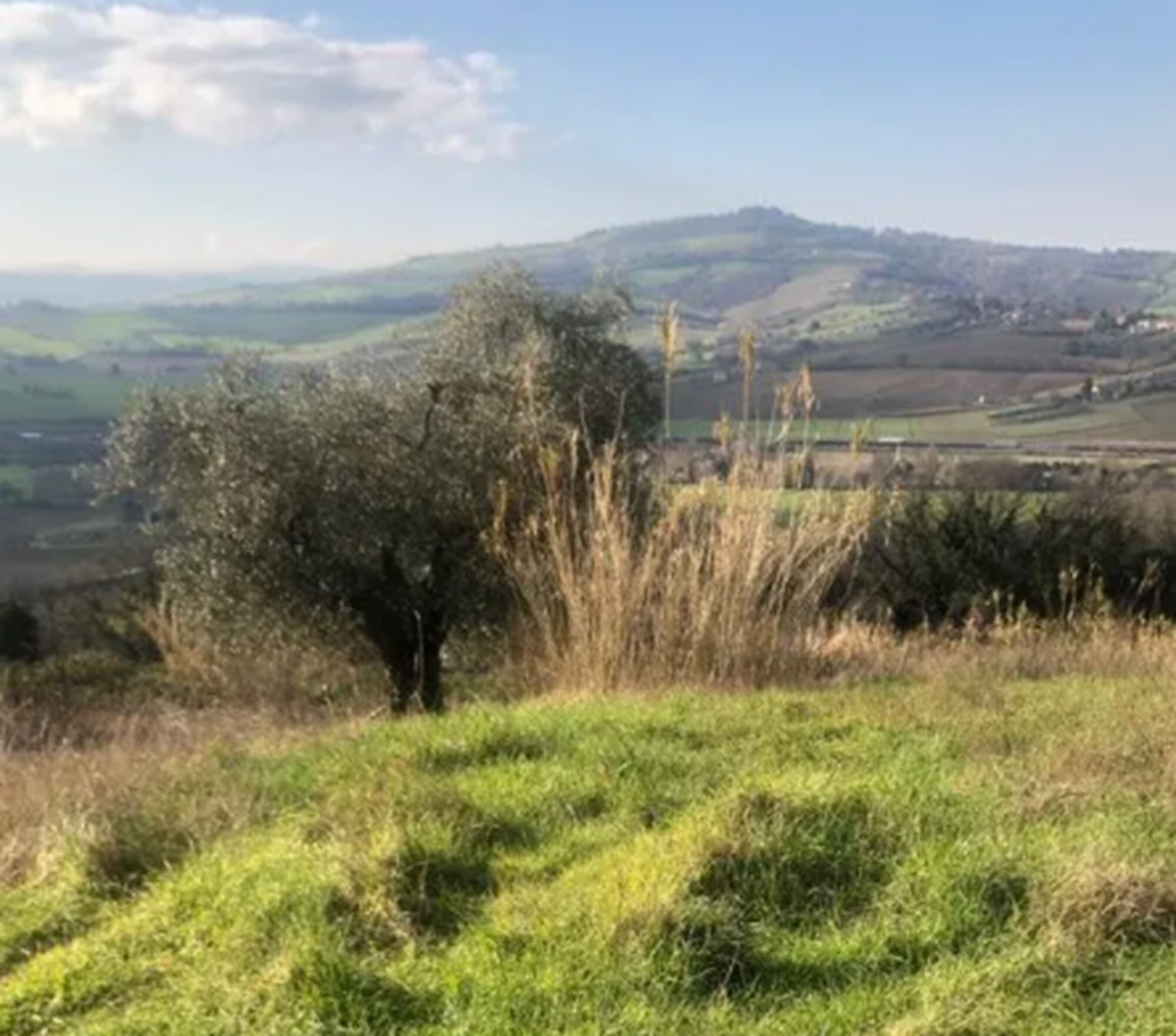TERRENO, VIA SAN SAVINO GRANAROLA, GRADARA, PU — foto 9