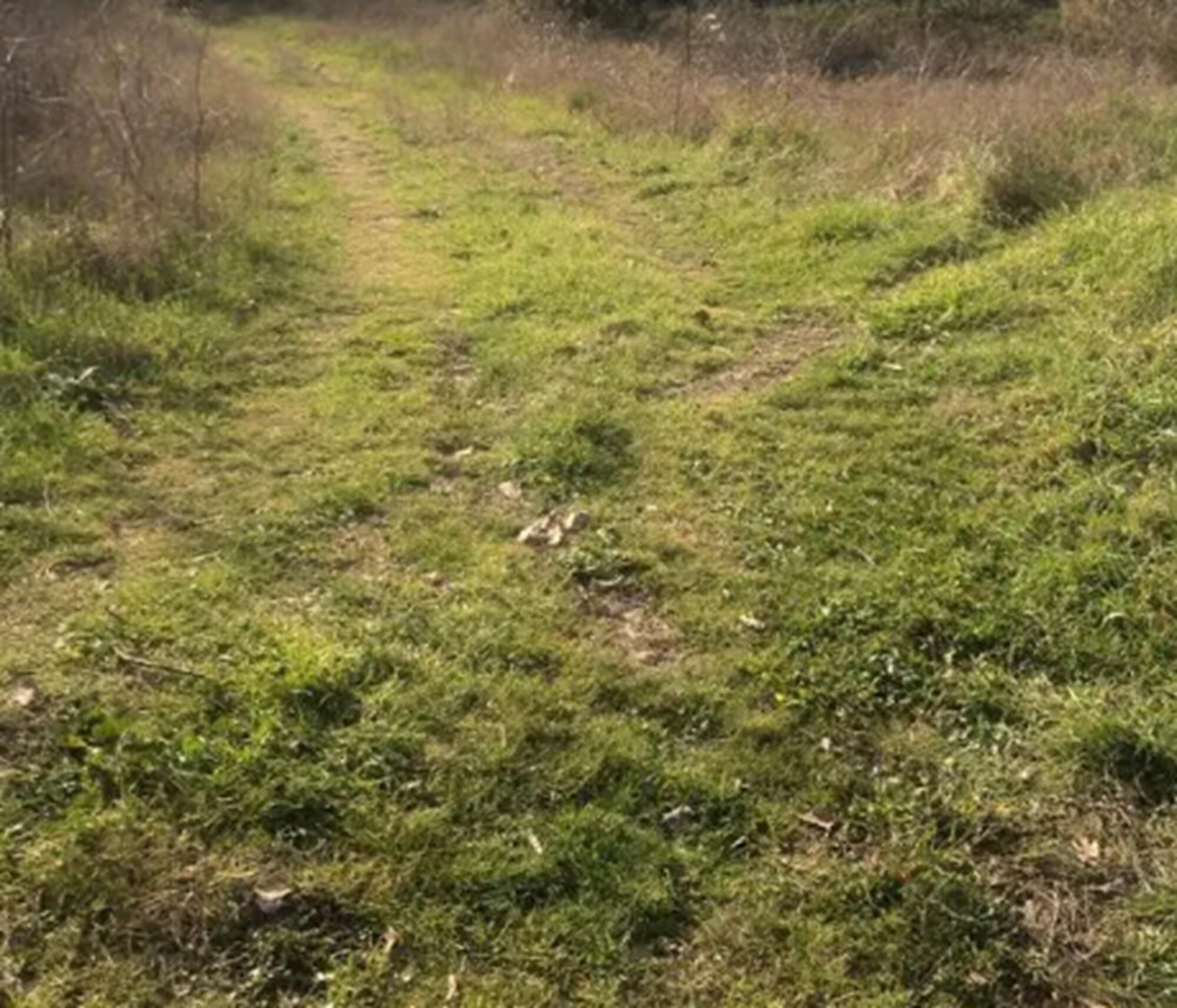 TERRENO, VIA SAN SAVINO GRANAROLA, GRADARA, PU — foto 4