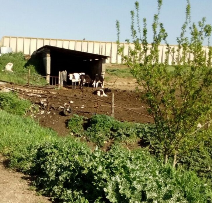 Immagine di TERRENI VIA CONSOLARE LATINA 68 SEGNI RM