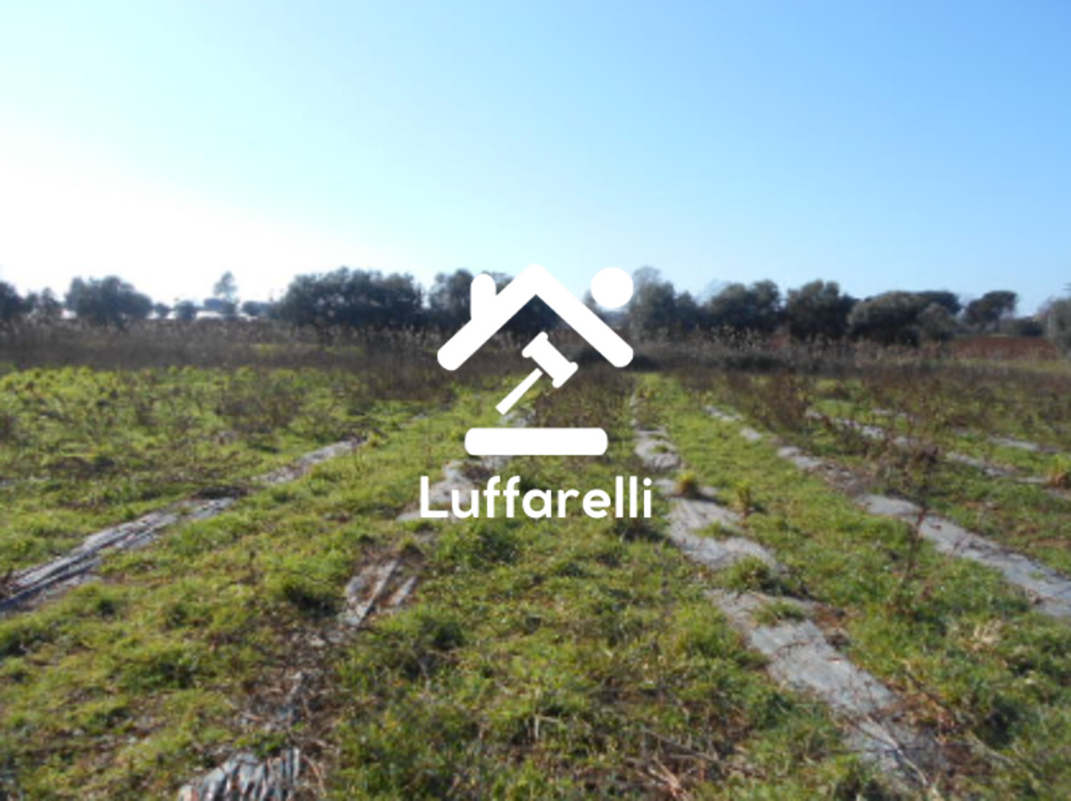 TERRENO AGRICOLO PRATI DI COPPOLA - LATINA — foto 6