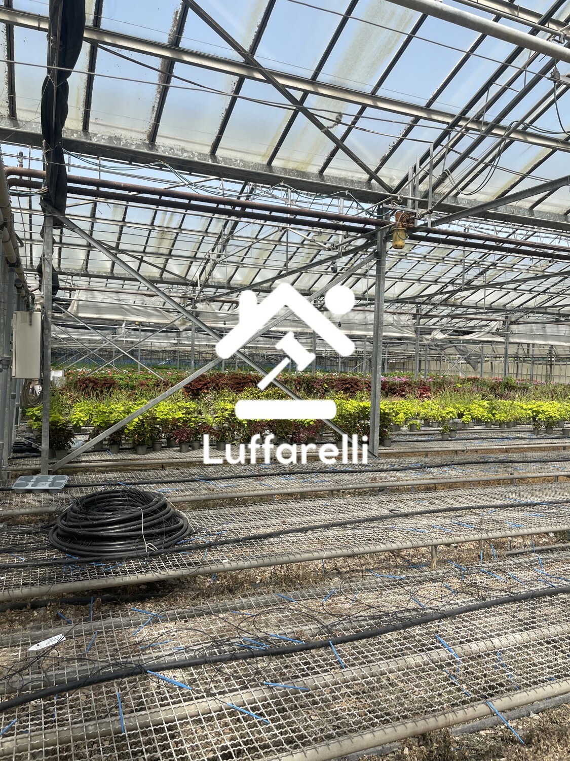 AZIENDA AGRICOLA VIA MIGLIARA - PONTINIA (LT) — foto 4