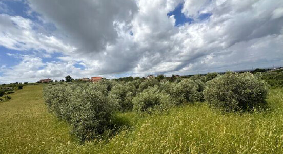 Immagine di TERRENO VIA DELLE SELVE NUOVE – CIAMPINO