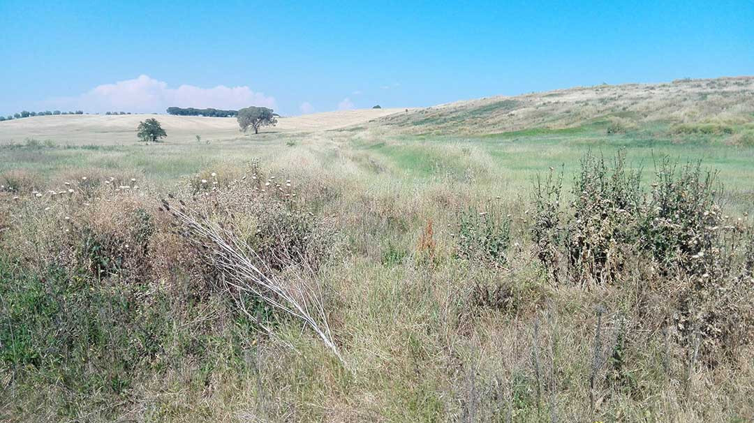 Immagine di TERRENO VIA DI CASAL BOCCONE – ROMA