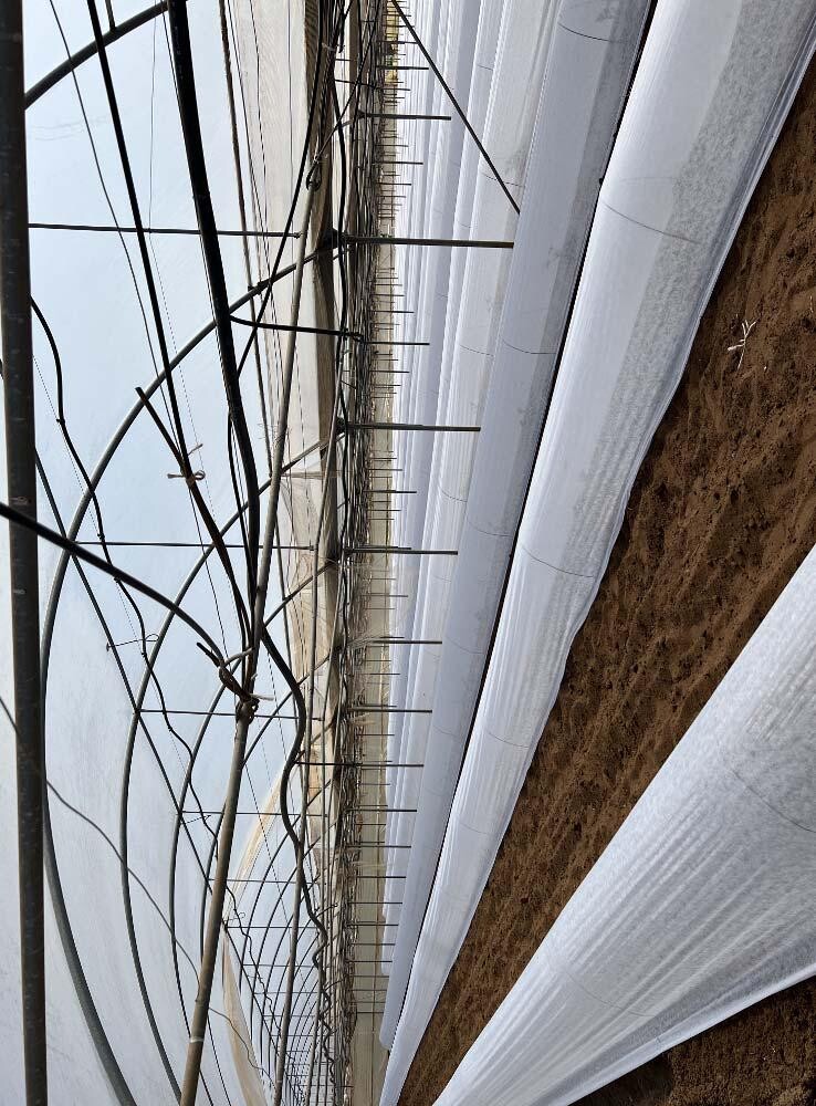 TERRENO VIA DI CAVALLO MORTO - ANZIO — foto 3