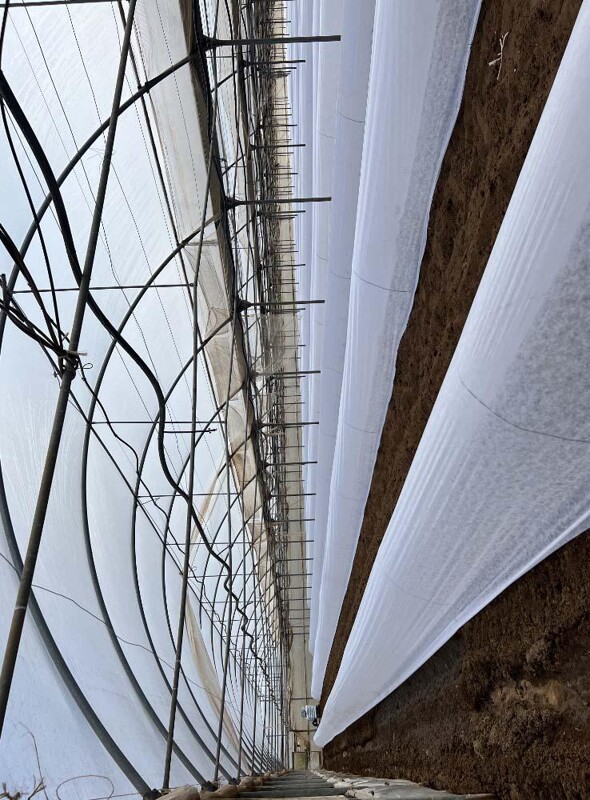 Immagine di TERRENO VIA DI CAVALLO MORTO – ANZIO