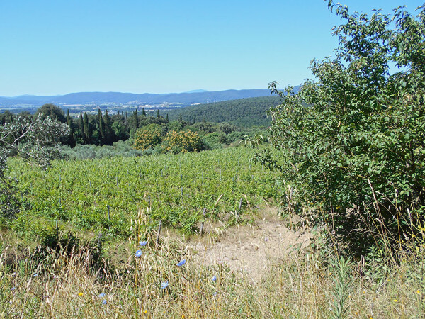 TERRENO STRADA DI FORNICCHIAIA - SIENA