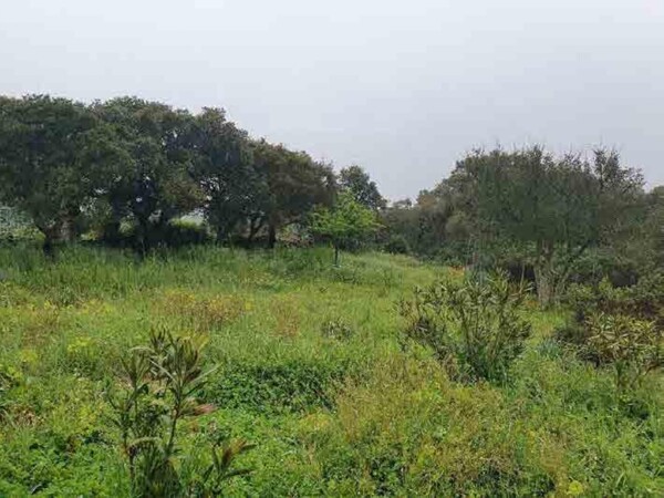 CASA / VILLA LOCALITÀ SCARACCIANA - TEMPIO PAUSANIA — foto 3