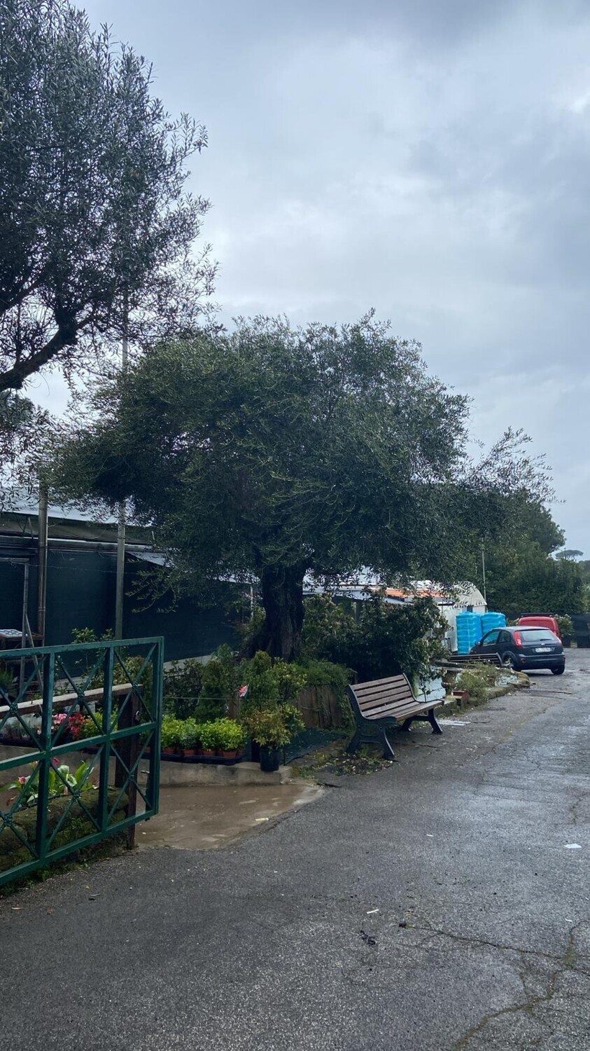 Merce Deperibile — foto 3