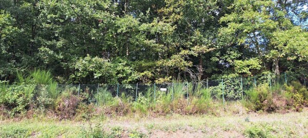 TERRENO LAGO CALCIONE - RAPOLANO TERME — foto 3