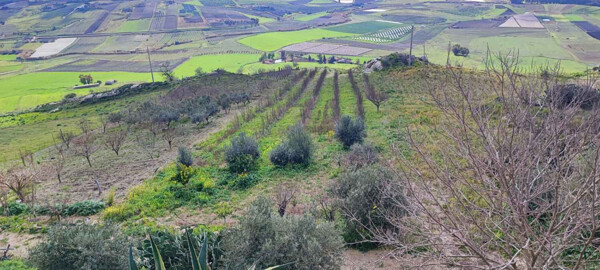 TERRENO CONTRADA GIUMMELLO BATIA - NARO — foto 8