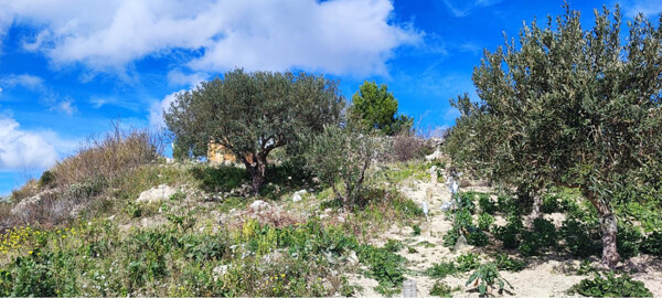 TERRENO CONTRADA GIUMMELLO BATIA - NARO — foto 9