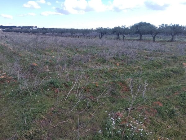 TERRENO CONTRADA FERLA - MAZARA DEL VALLO — foto 2