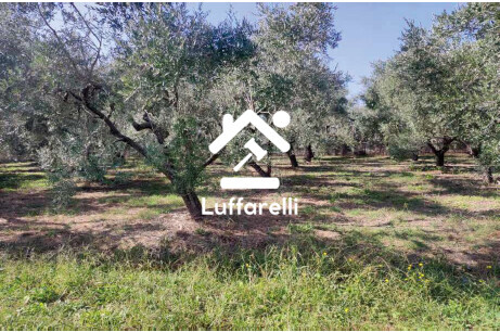TERRENO VIA MADONNA DEI MARTIRI - MAENZA — foto 2