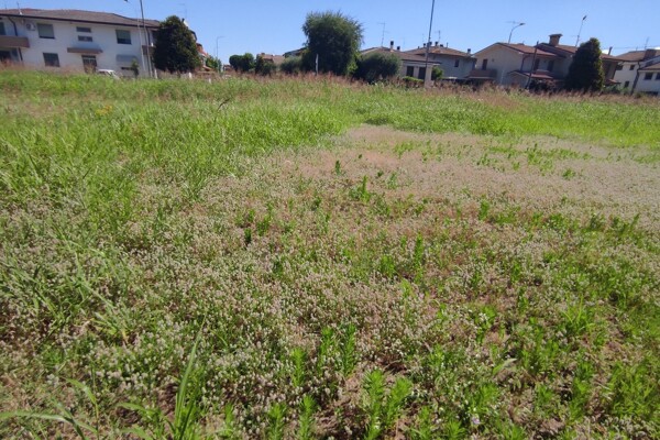 TERRENO VIA GIOVANNI BONATO - POJANA MAGGIORE — foto 2