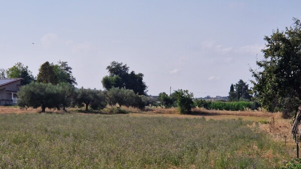TERRENO STRADA COMUNALE SANTA MARIA DELL'ARCO - MOSCIANO SANT'ANGELO — foto 3