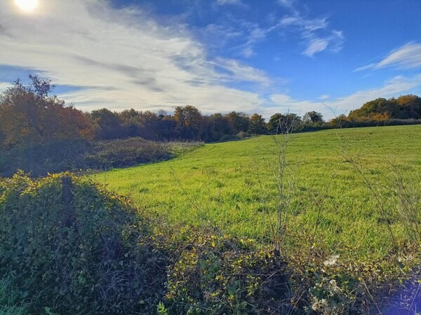 TERRENO LOCALITÀ CROGNOLETA - CANINO — foto 2