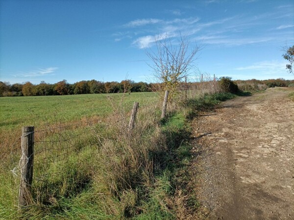 TERRENO LOCALITÀ CROGNOLETA - CANINO — foto 4