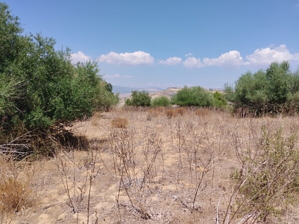 TERRENO CONTRADA TOROTTO - NISCEMI — foto 5