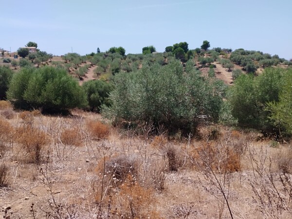 TERRENO CONTRADA TOROTTO - NISCEMI — foto 3