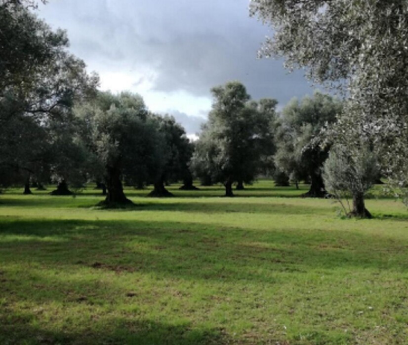 Immagine di TERRENO CONTRADA “FILICUSO – GIOIA TAURO