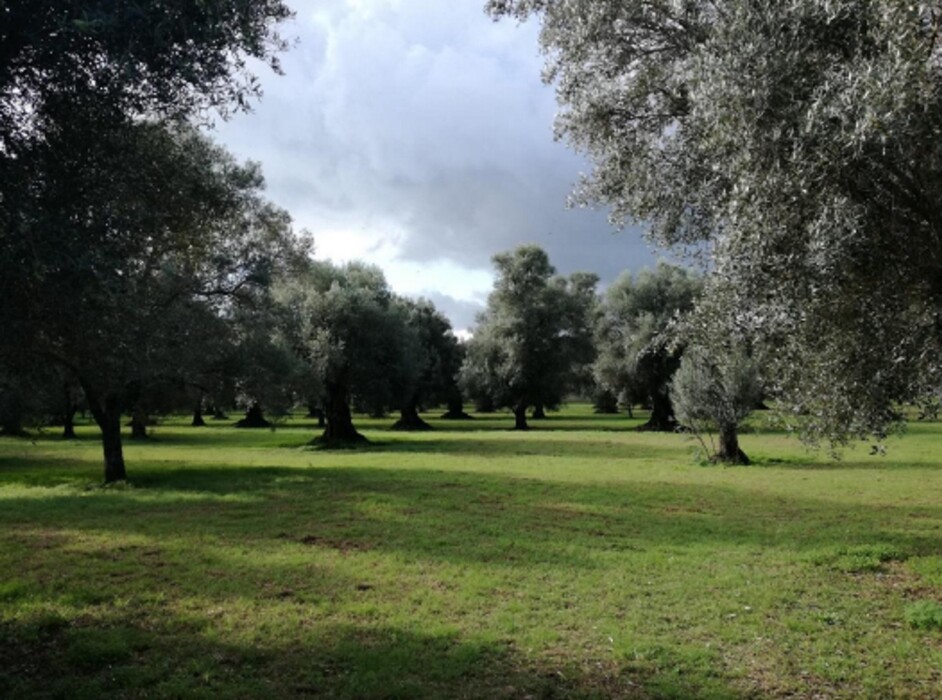 Immagine di TERRENO CONTRADA “FILICUSO – GIOIA TAURO