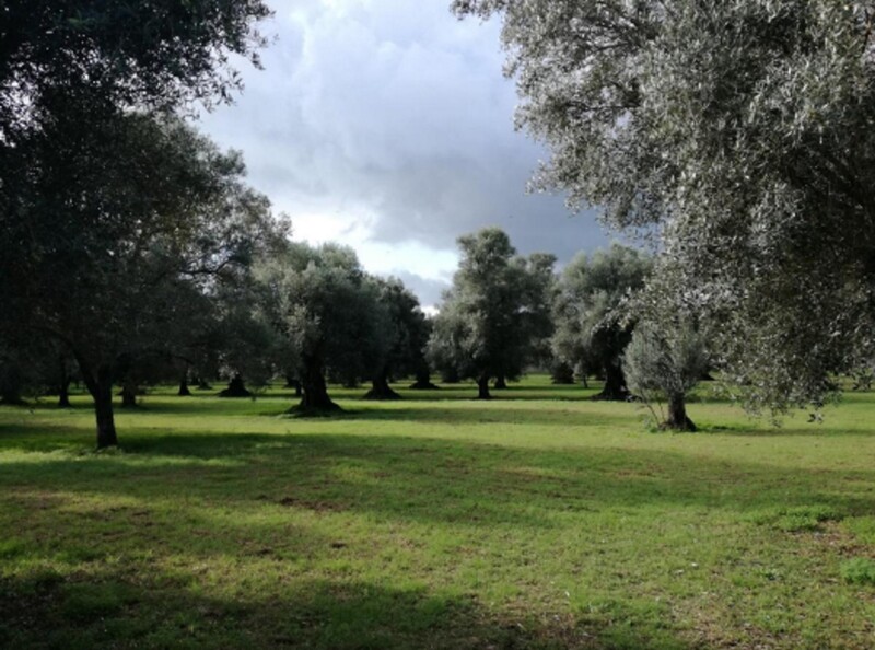 Immagine di TERRENO CONTRADA “FILICUSO – GIOIA TAURO