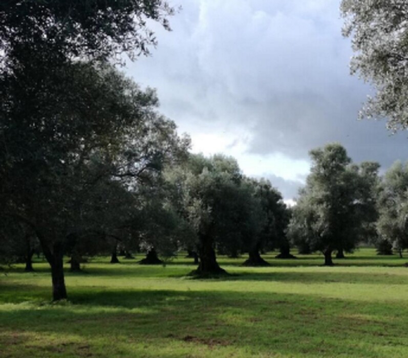 Immagine di TERRENO CONTRADA “FILICUSO – GIOIA TAURO