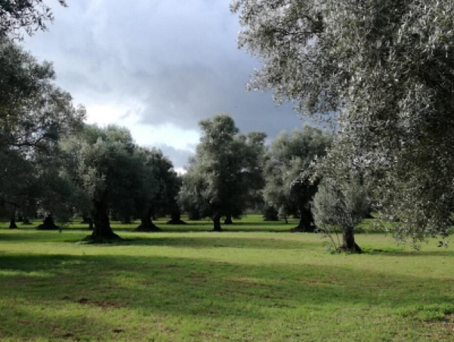 Immagine di TERRENO CONTRADA “FILICUSO – GIOIA TAURO