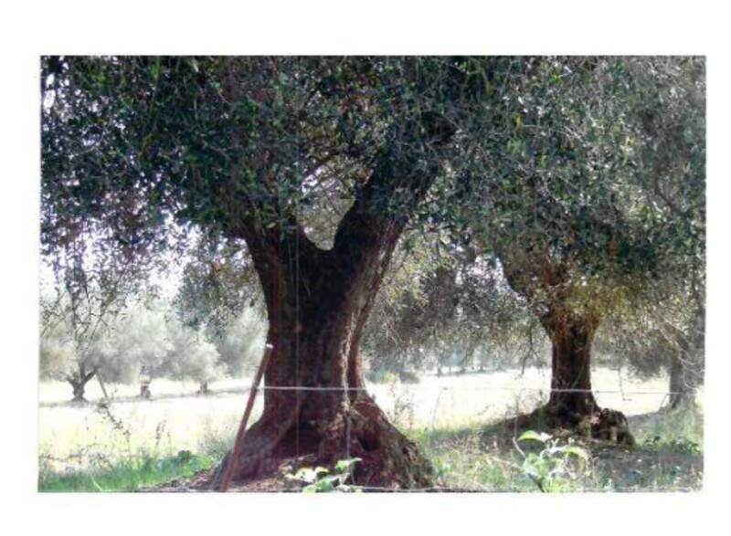 Immagine di VIVAIO LANUVIO STRADA STATALE NETTUNENSE