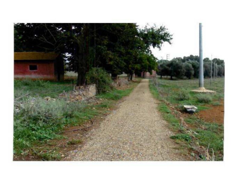 Immagine di VIVAIO LANUVIO STRADA STATALE NETTUNENSE