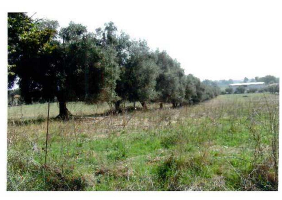 Immagine di TERRENO LANUVIO STRADA STATALE NETTUNENSE
