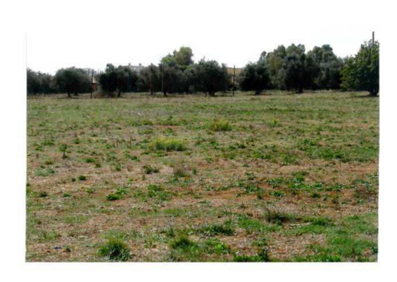 Immagine di TERRENO STRADA STATALE NETTUNENSE – LANUVIO