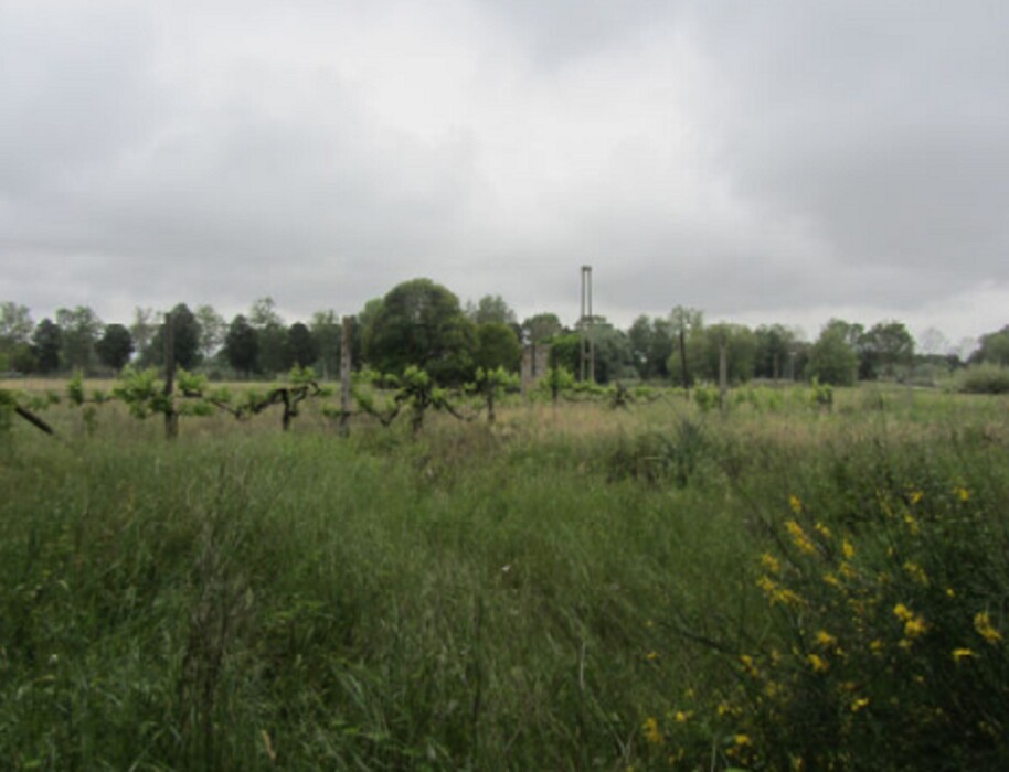 Immagine di TERRENO LOCALITA’ CAPRILINO – VIA GAGARIN SNC – PESARO