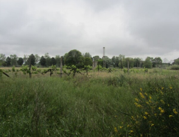 TERRENO LOCALITA' CAPRILINO - VIA GAGARIN - PESARO — foto 2