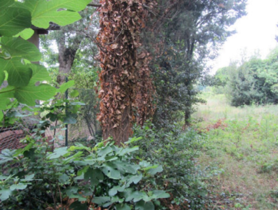 Immagine di TERRENO LOCALITA’ CAPRILINO – VIA GAGARIN SNC – PESARO