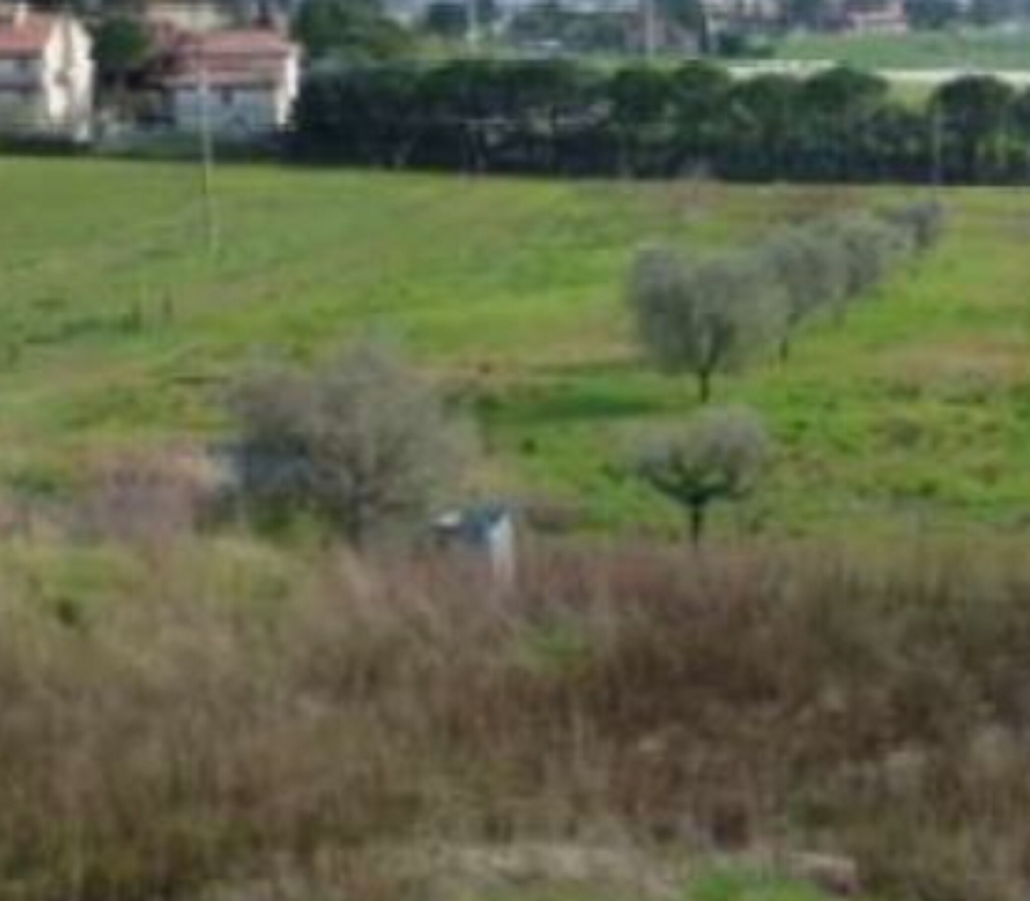 TERRENO VIA DEGLI IMPIANTI SPORTIVI - APPIGNANO (MC) — foto 3