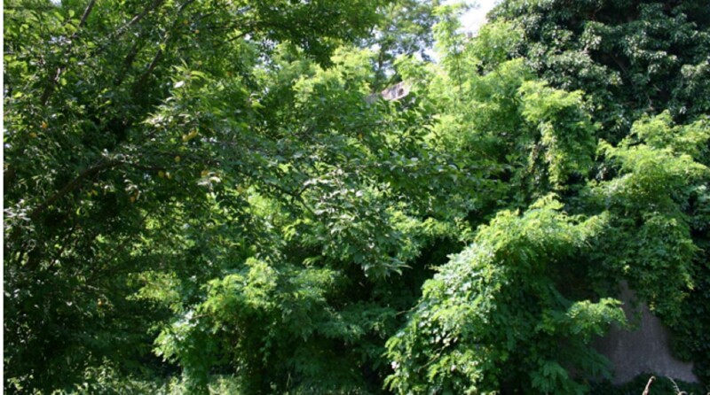 Immagine di NEGOZIO O LOCALE COMMERCIALE LOCALITA’ PELLEGRINA 2 – VELLEZZO BELLINI